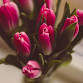 Bulb Lasagna: Looking Forward to Spring! event image