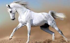 white horse beaux chevaux faits d animaux sauvages coloriage baleines bleues
