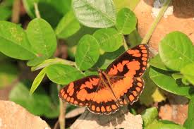 Image result for Tragia glabrata