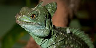 Including the tail, it can reach 3 feet (91 cm) in total length. Green Crested Basilisk Smithsonian S National Zoo