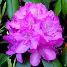 Rhododendron Roseum Elegance Groenblijvend 2m Halfschaduw Prachtige Bloemen Planten Bloemen