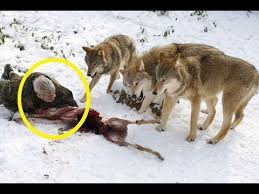 Kangal Vs Wolf 2017 Kangal Vs Wolf Who Would Win Kangal Attack Wolf People Wolf Animals