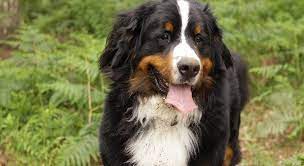 Bouvier Bernois : Tout Savoir Sur Cette Race De Chien