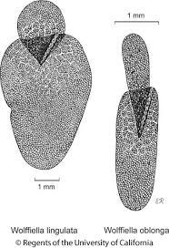 Image result for Wolffiella