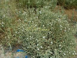 Image result for Pseudoconyza viscosa