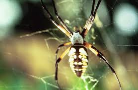 Start studying integrated pest management (ipm). Pest And Beneficial Insects Alabama Cooperative Extension System