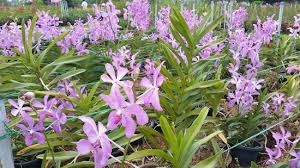 I gave it an excellent rate because i am a lover of orchids. Taman Orkid Kuala Lumpur Aktuelle 2021 Lohnt Es Sich Mit Fotos