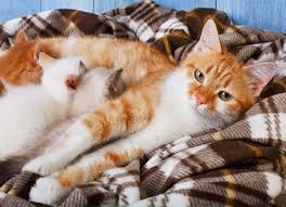 The first stage usually lasts around 24 hours to 36 hours. Cat Pregnancy And Birth Signs Cat Pregnancy Length And More Petmd
