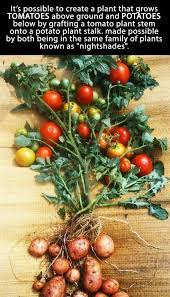 Grow Tomatoes And Potatoes In One Plant Growing Tomatoes Tomato Tomato Problems