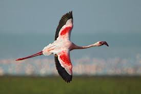 Image result for lesser flamingo