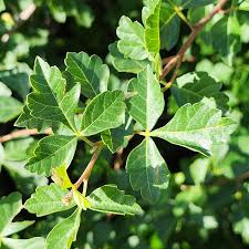 Image result for Anacardiaceae