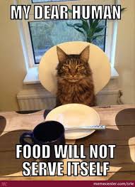 Cat At Table Meme Google Search Best Cat Food Funny Animal Memes Happy Birthday Funny Cats