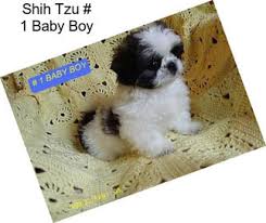 Shih tzu puppies, and a golden retriever. Shih Tzu Puppies For Sale In West Virginia Agriseek Com