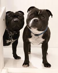 They Tried To Put Me On The Cover Of Vogue Cat You Coming In 2020 Cute Dogs Staffordshire Bull Terrier Dog Cat