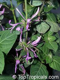 Image result for Xyris aristata