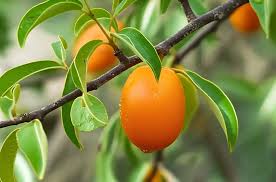 Image result for Ximenia