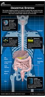 Labeled human torso models feature clear views of the vertebrae, spinal cord, spinal nerves, vertebral arteries, lungs, stomach, liver, intestinal tract, kidneys, heart, and more. Human Digestive System Diagram How It Works Live Science