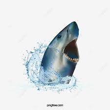 Water Sharks Water Shark Shark Shark Png Transparent Clipart Image And Psd File For Free Download All png & cliparts images on nicepng are best quality. water sharks water shark shark shark