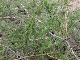 Image result for Asparagus flagellaris