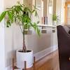 Chinese money plants prefer warm temperatures, however, exposure to cool temperatures, above 50 f can encourage them to sprout tiny white flowers. 1