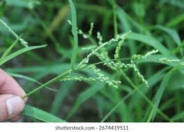 Image result for Urochloa ramosa