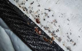 Vacuum your car thoroughly, paying special attention to the cracks in the upholstery around the seats. Blog All The Problems Bed Bugs Can Cause In Your Jackson Home
