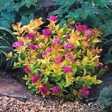 Image result for spirea japonica gold princess