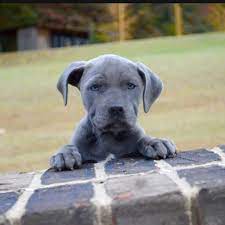 We Have Blue Nose Pitbull Puppies And Red Nose Pitbull Puppies For Sale Pitbull Puppies For Sale Pitbull Puppies Blue Nose Pitbull Puppies