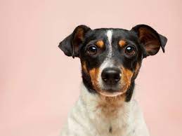 100% of these funds will go to cosmo's adopting family. 11 Best Spots For Pet Adoption Nyc Families Need To Explore