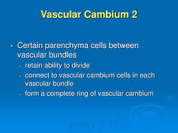 Ppt Plant Organs Stems Powerpoint Presentation Free Download Id 996683