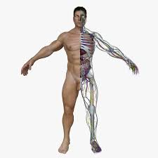 Male anatomy model sculpt on cubebrush.co. Obj Male Body Anatomy Circulatory