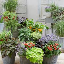 Image result for Ipomoea batatas pots