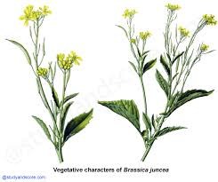 Image result for Brassicaceae