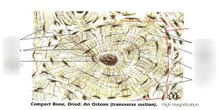 Compact bone has central or haversian canals which are parallel to long axis. Compact Bone Histology Diagram Quizlet