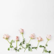 Plant in full sun or partial shade. Download Pink Roses On White Background For Free White Background Instagram Flower Background Wallpaper White Background Wallpaper