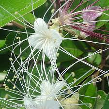 Image result for Capparis citrifolia