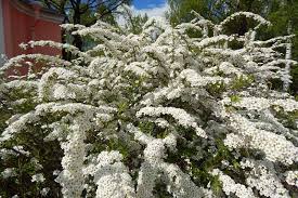 16 flowering shrubs for shade. How To Propagate Spirea Bushes Gardener S Path