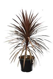 Cabbage palms (sabal palmetto) on the st. Cordyline Australis Red Star Total Height 130 150 Cm Pot O 42 Cm Mypalmshop