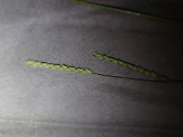 Image result for Urochloa brizantha