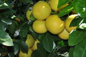 They say they can't grow raspberries but i'm not sure why. Clyde Holloway S Nursery Forest Hill Louisiana Fruit Trees