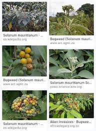 Image result for Solanum mauritianum