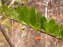 Image result for Crossopetalum