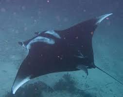 Manta Ray Manta Birostris Animals A Z Animals