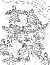 Free printable turtle coloring pages for kids. Pin On Products
