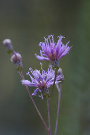 Image result for Vernonia jelfiae