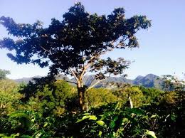Otherwise, choose landscaping trees that require less maintenance. How To Choose The Best Shade System For Your Coffee Farm Perfect Daily Grind