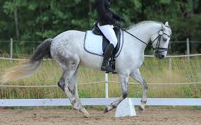 The united states dressage federation is the only national membership organization dedicated to dressage, a method of horse training in existence since ancient greece and an olympic sport since the inception of the modern olympics in the late 1800's. Study Probes Comfort Levels Of Elite Dressage Horses Horsetalk Co Nz