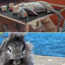 Check spelling or type a new query. Rabbit Pet Insurance Us Insurance