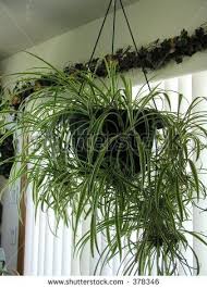 Spider Plants Do Well In Low Light And High Moisture Hanging Spider Plant By Judy Drietz Via Shutt Air Cleaning House Plants Best Air Purifying Plants Plants