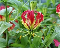 Check spelling or type a new query. Bulbi Fiori Bulbi Bulbi Fioritura Estiva